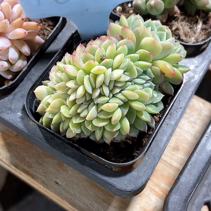 多肉植物冰魄缀化1813