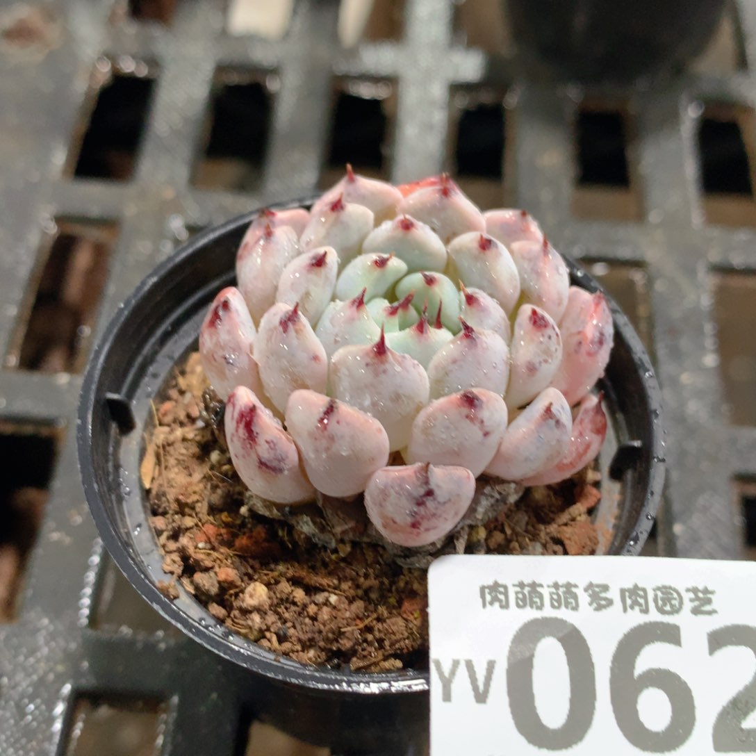 肉萌萌拇指盆精控多肉YV062