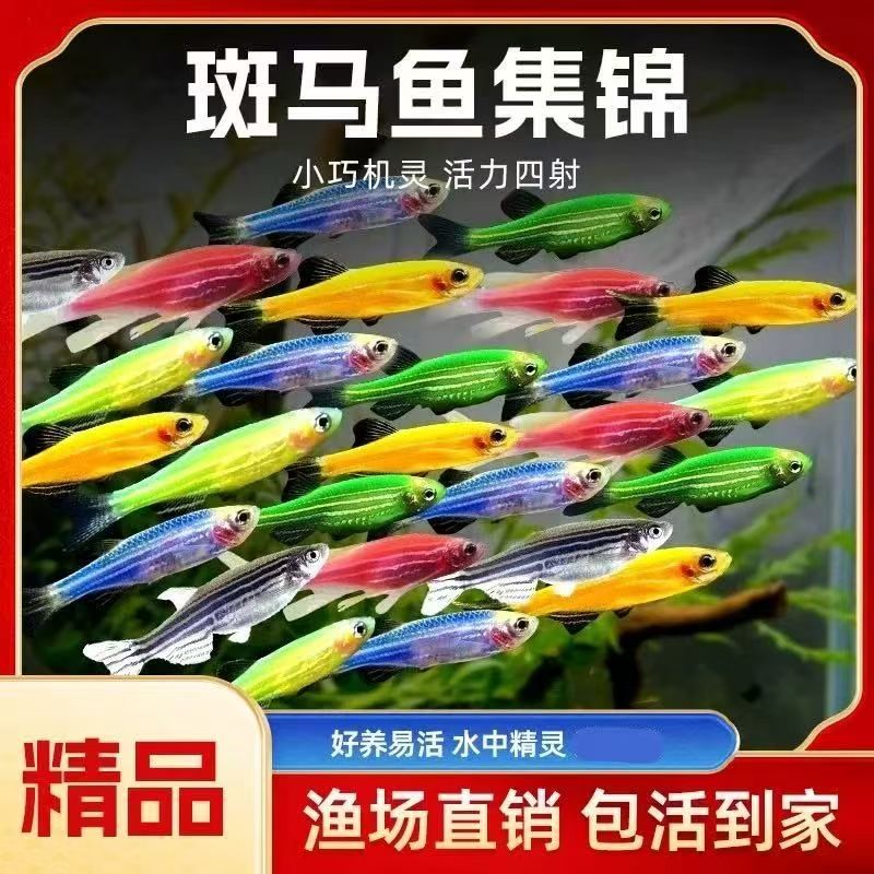 斑马鱼孔雀鱼胎生鱼热带鱼天使鱼观赏鱼神仙鱼鱼粮成年斑马鱼鱼缸