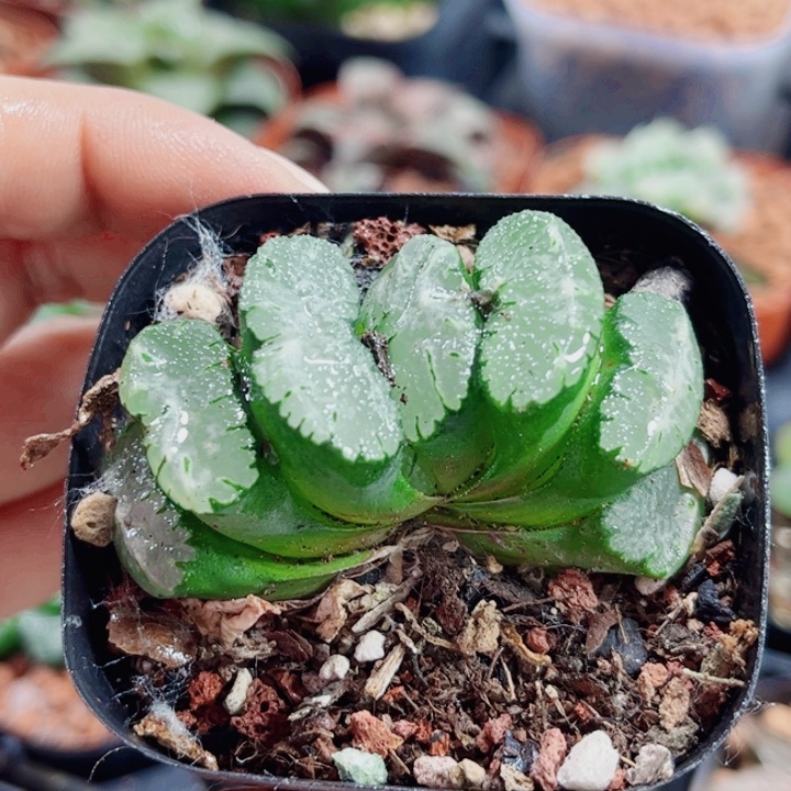 十二卷玉露 实生玉扇