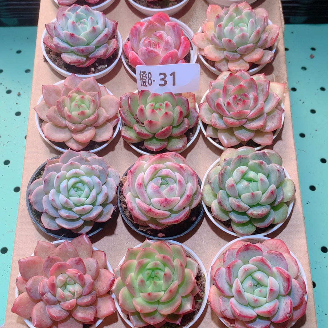 8-31一物一拍多肉带盆18颗