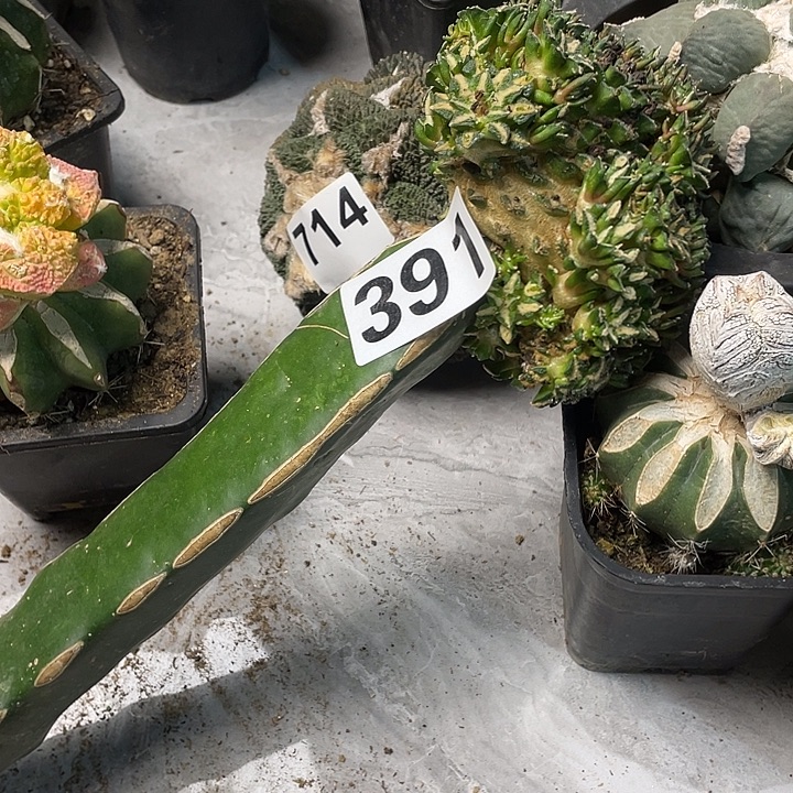 完全开放391姬牡丹一个