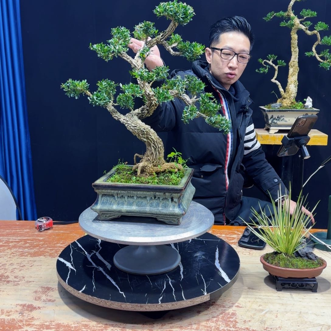 黄杨室内室外盆景艺术