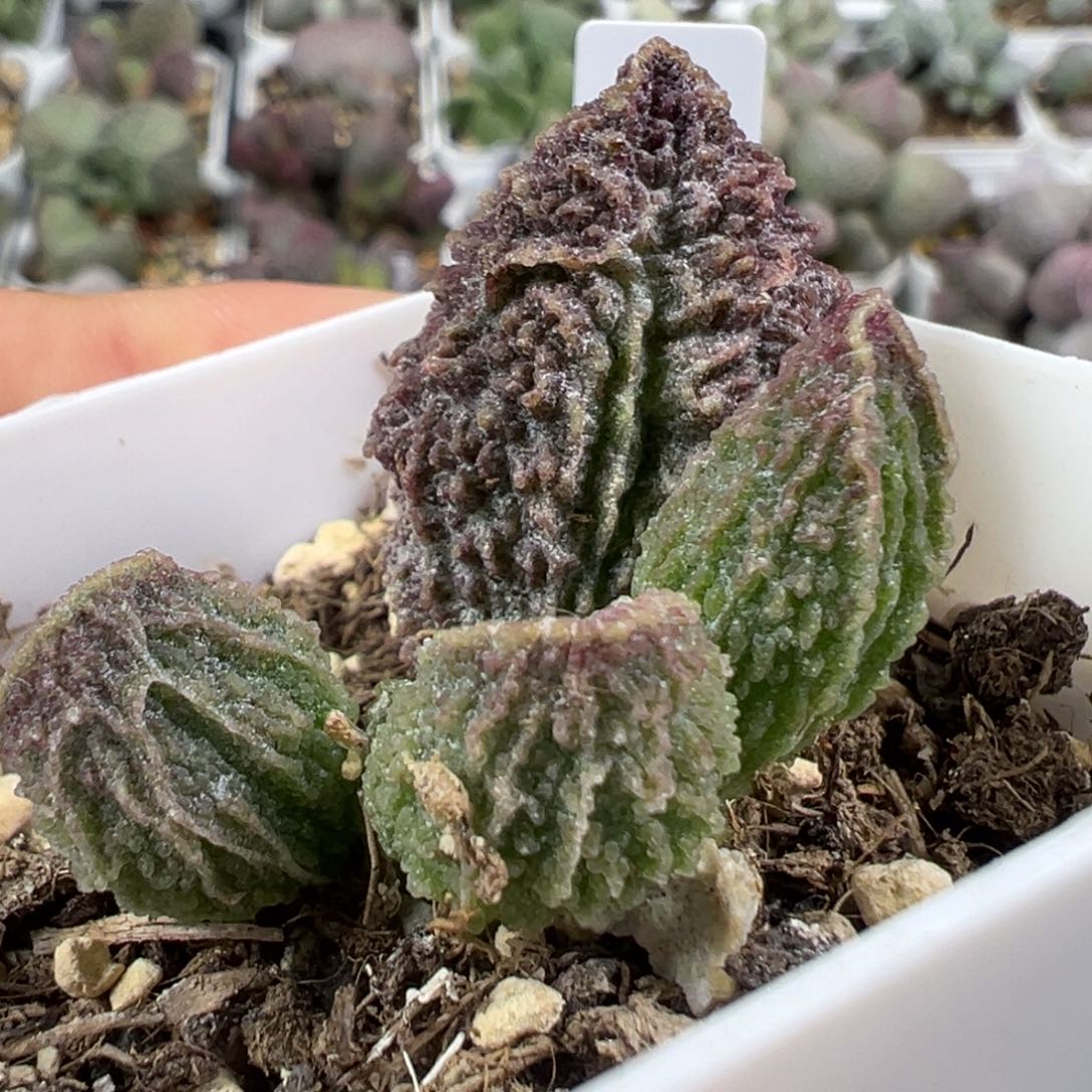 w大叶型深纹路款实生新品