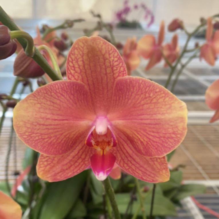 蝶兰小栈【彩月】精品蝴蝶兰基地直发