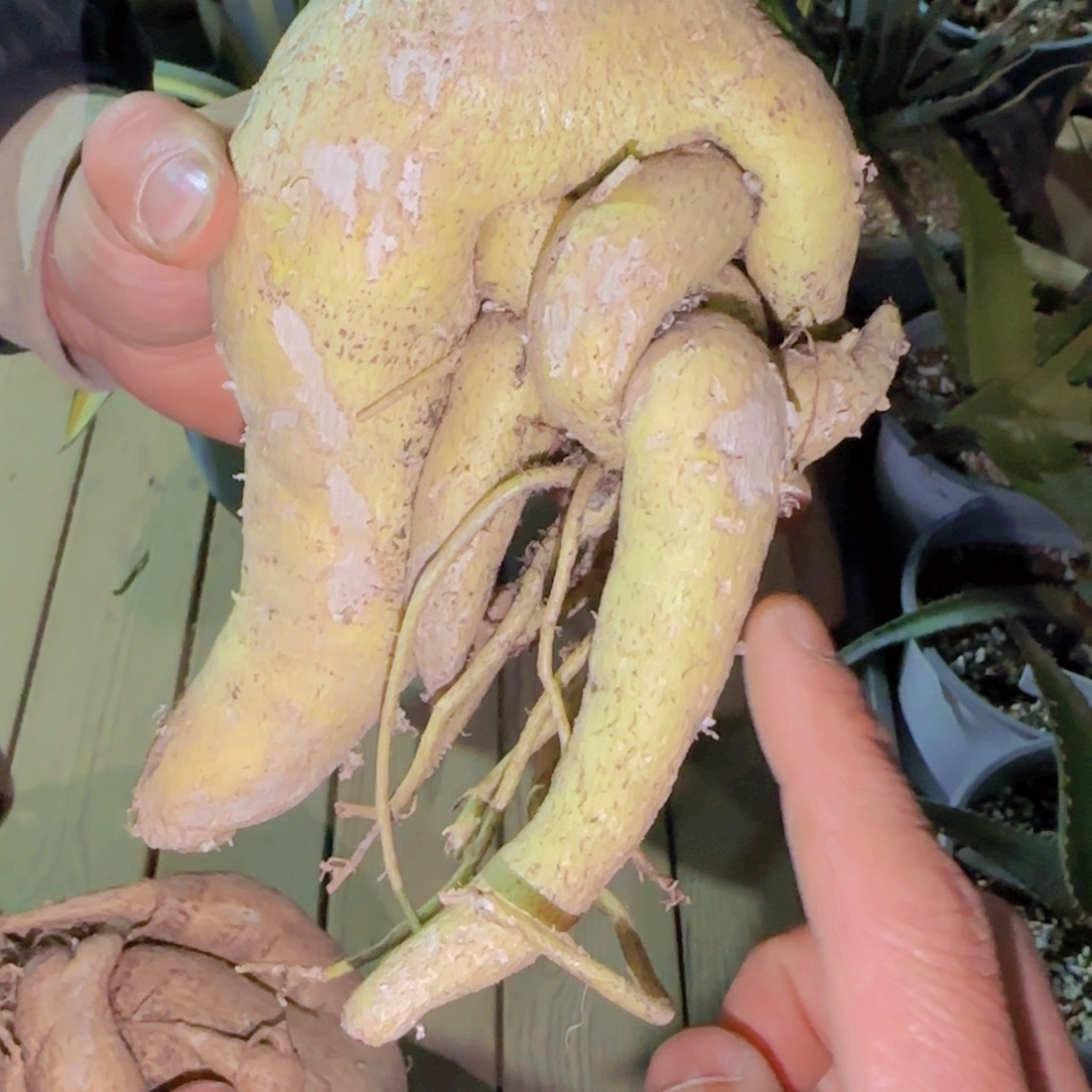 p****?块根植物块根植物
