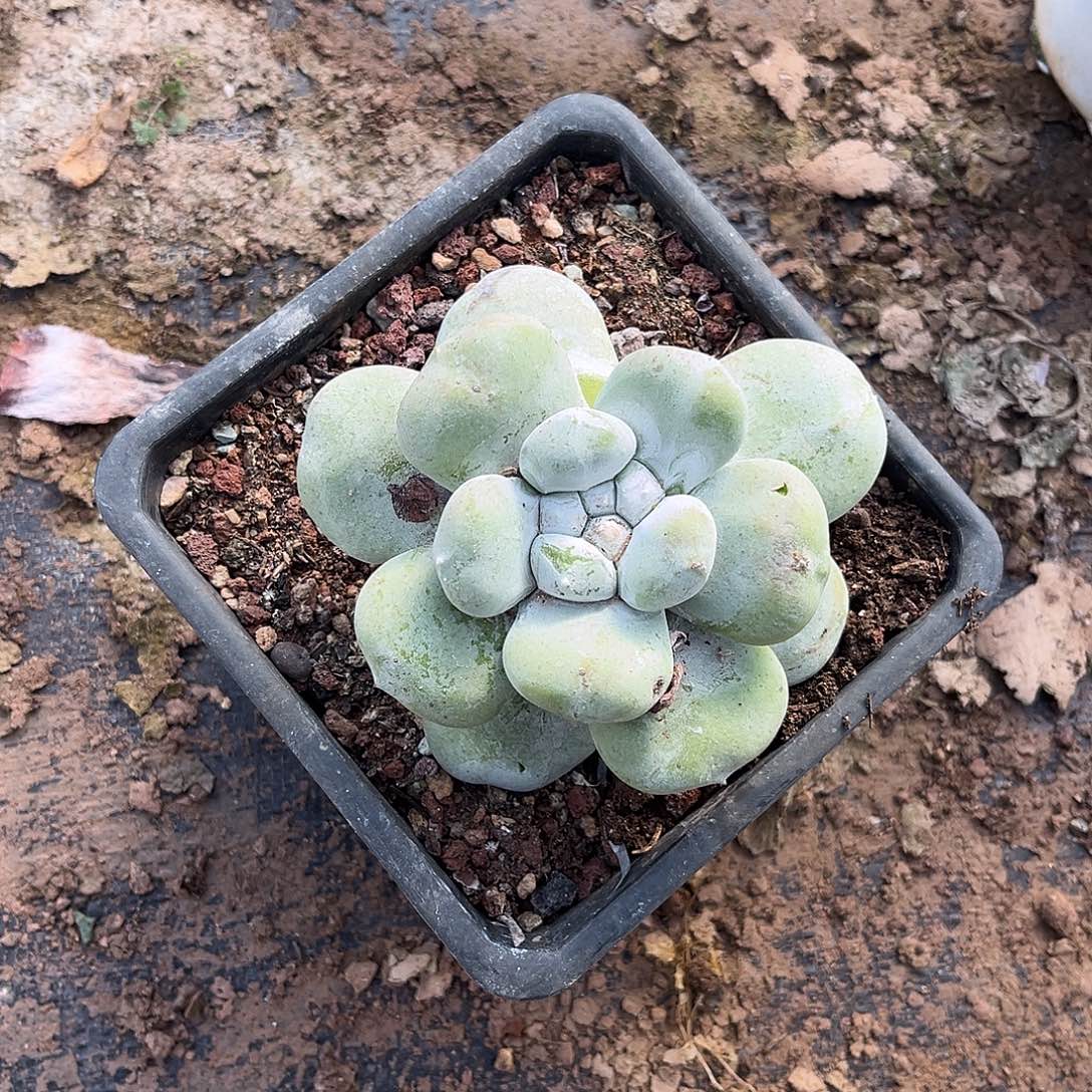 小鹿多肉一物一拍