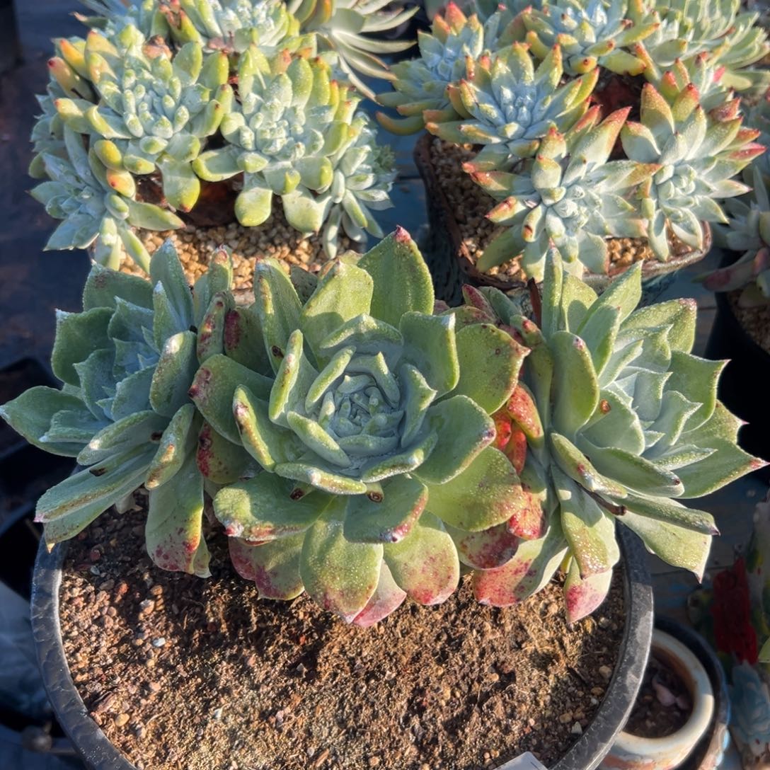 大牡丹～一物一拍2608