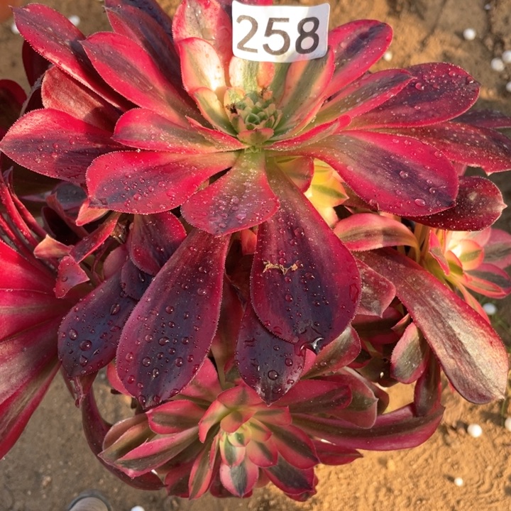 258多肉植物美杜莎