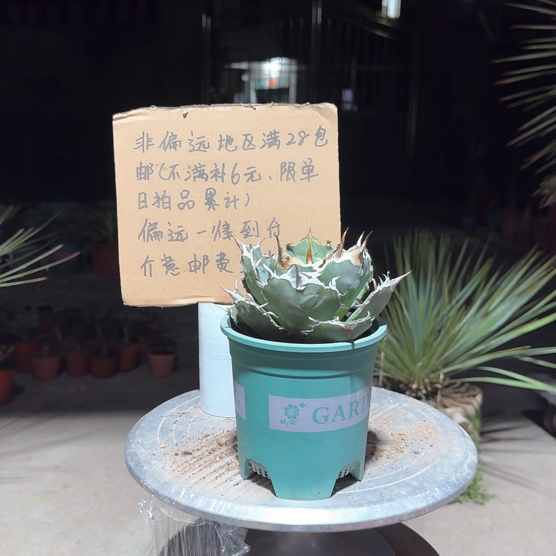 完全开放正版白鲸仁王冠龙舌兰