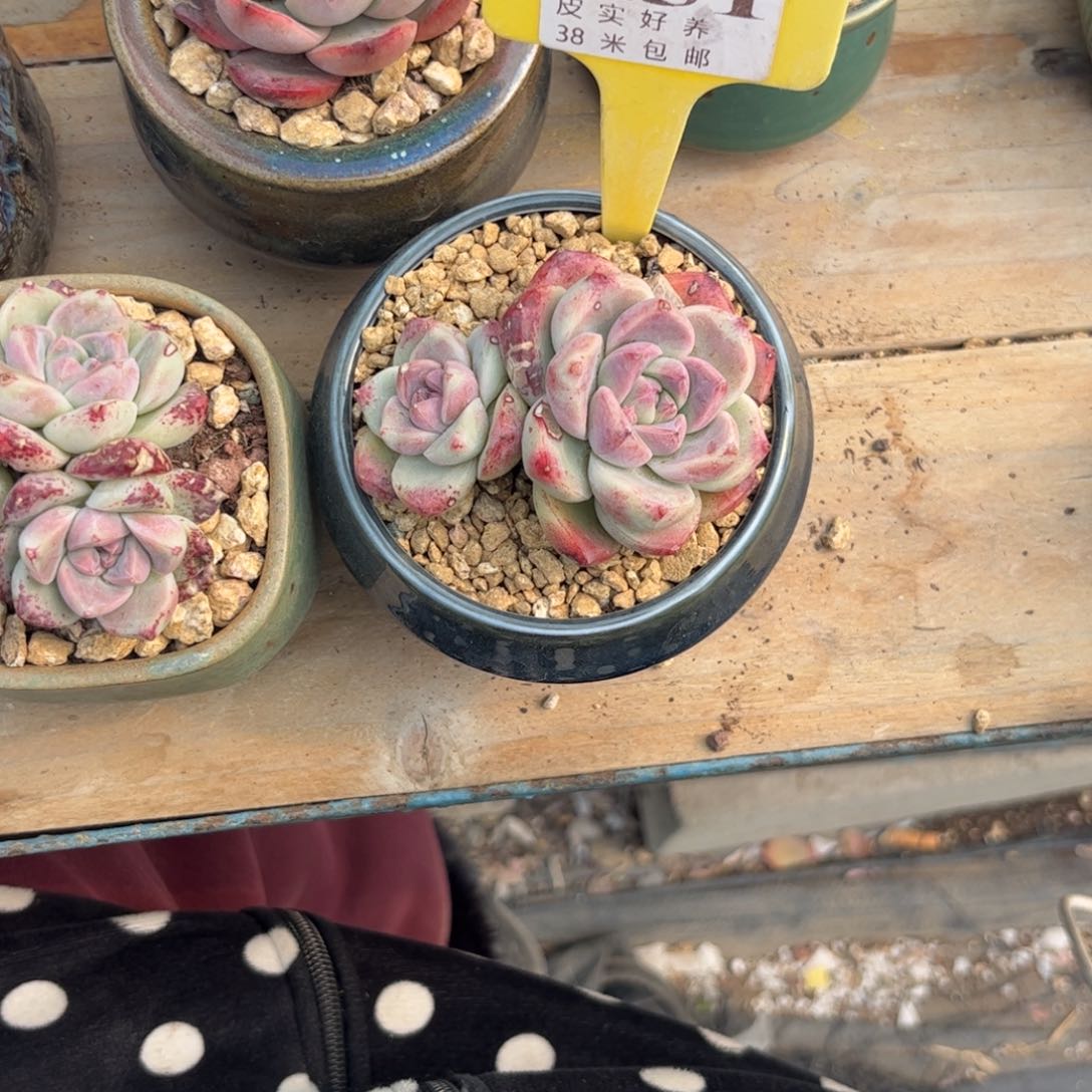 C***F多头植物11111佳人1111111