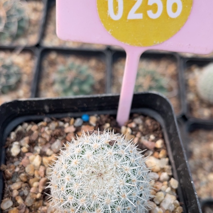 冰****实生仙人球0256000000