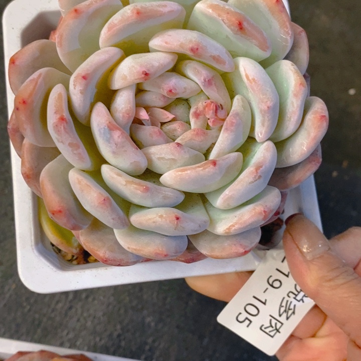 夏悅多肉 0219-105橙子