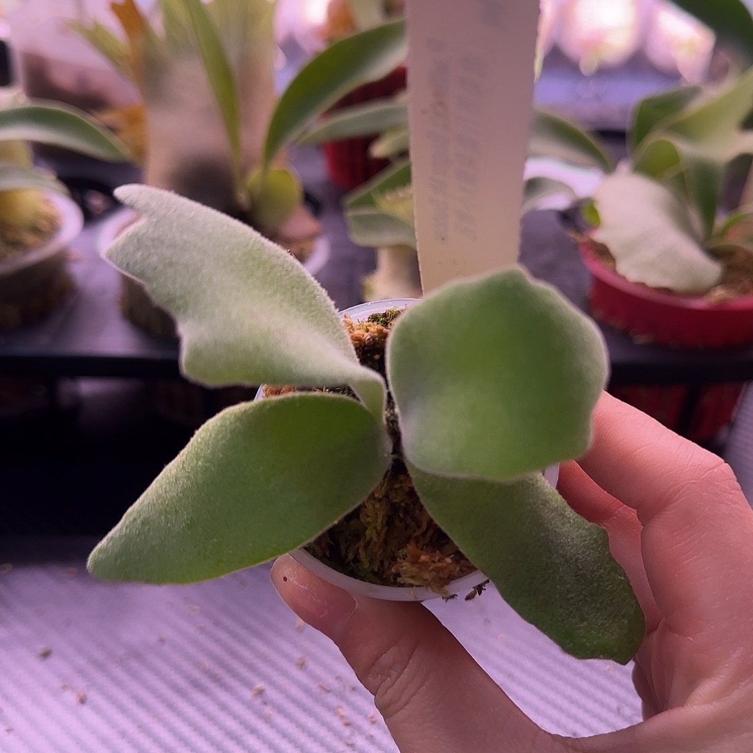 波哥苏丹鹿角蕨孢子苗