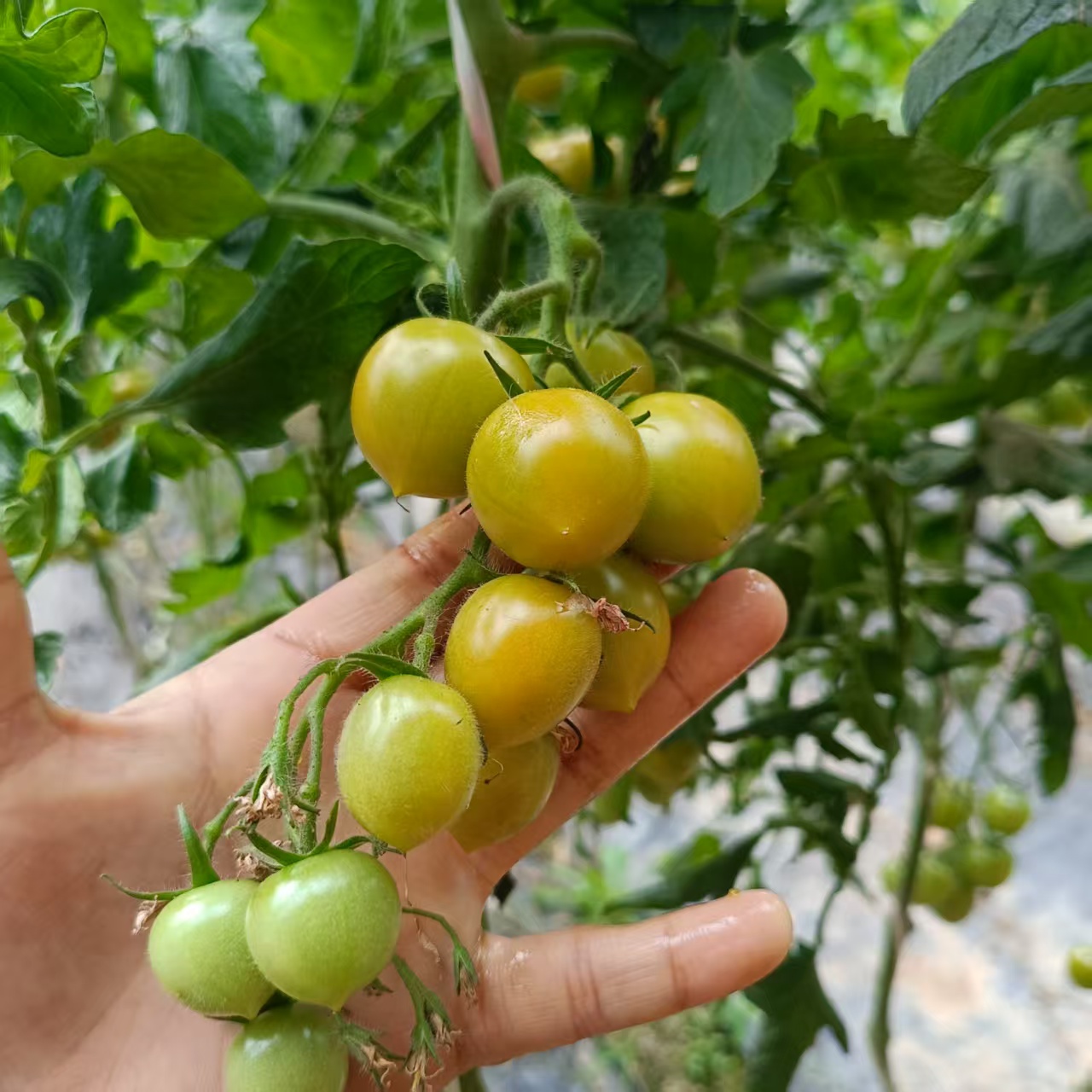 顺丰包邮5斤好吃的新鲜千禧圣女果小番茄酸甜多汁水果千禧小番茄