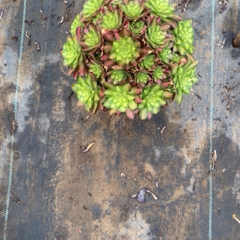 韶华13多肉植物法师