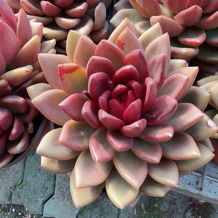 丰沛玫瑰多肉植物