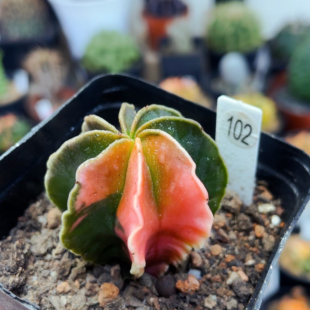 非偏远地区满25包邮仙人球