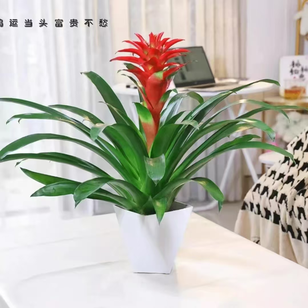 大盆鸿运当头盆栽送菱形盆室内客厅办公室家用净化空气花卉盆栽
