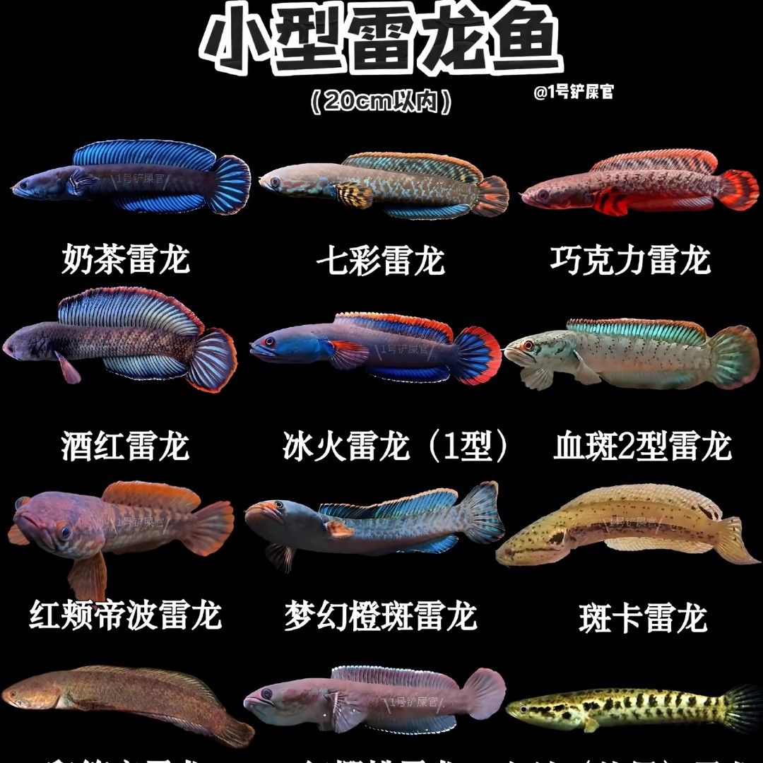 酒红雷龙眼镜蛇雷龙 奶茶雷龙幻红雷龙血斑雷龙鬼王