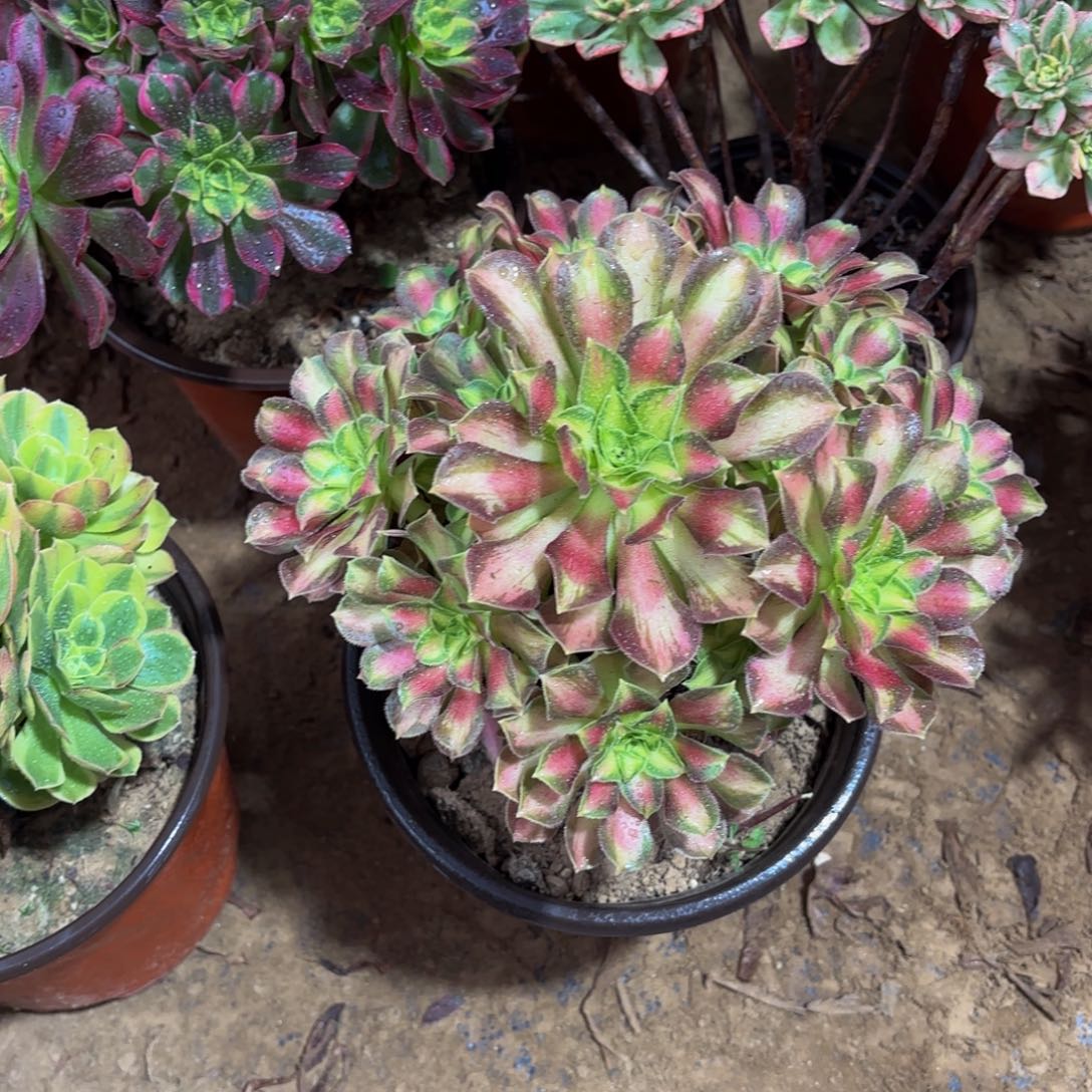 韶华法师9.9多肉植物