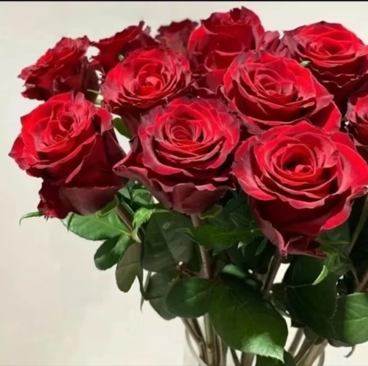 【红色妖姬】云南玫瑰花老桩大苗大花浓香月季盆栽地栽室内室外好养