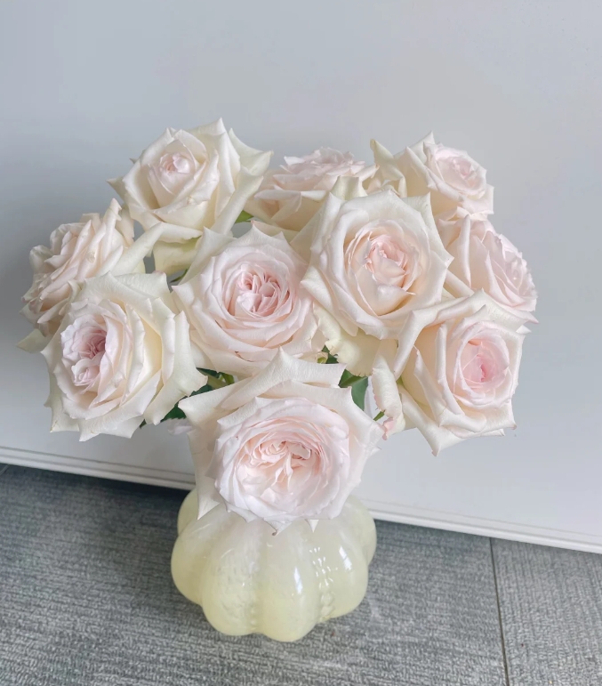 【新疆花之溪】伊丽莎白玫瑰