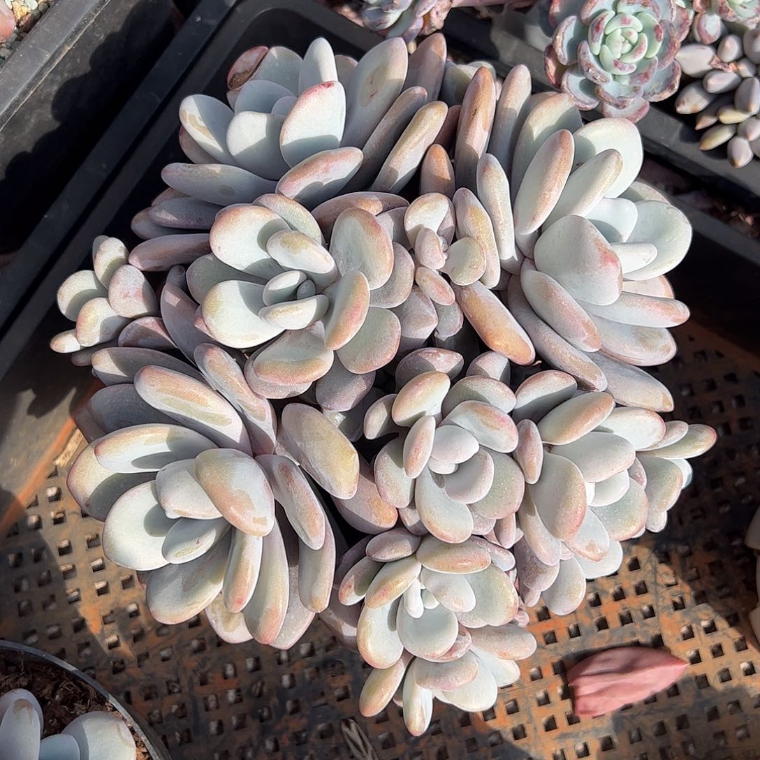拉拉奶大群，一物一拍