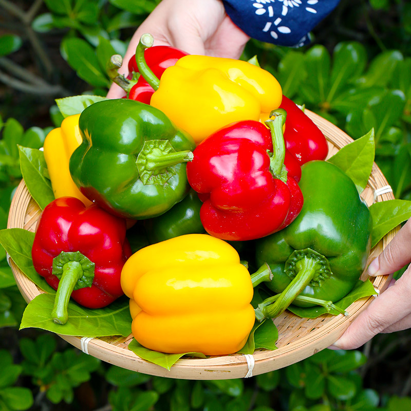 【水果彩椒】山东寿光新鲜蔬菜三色彩椒 2斤/3斤 S