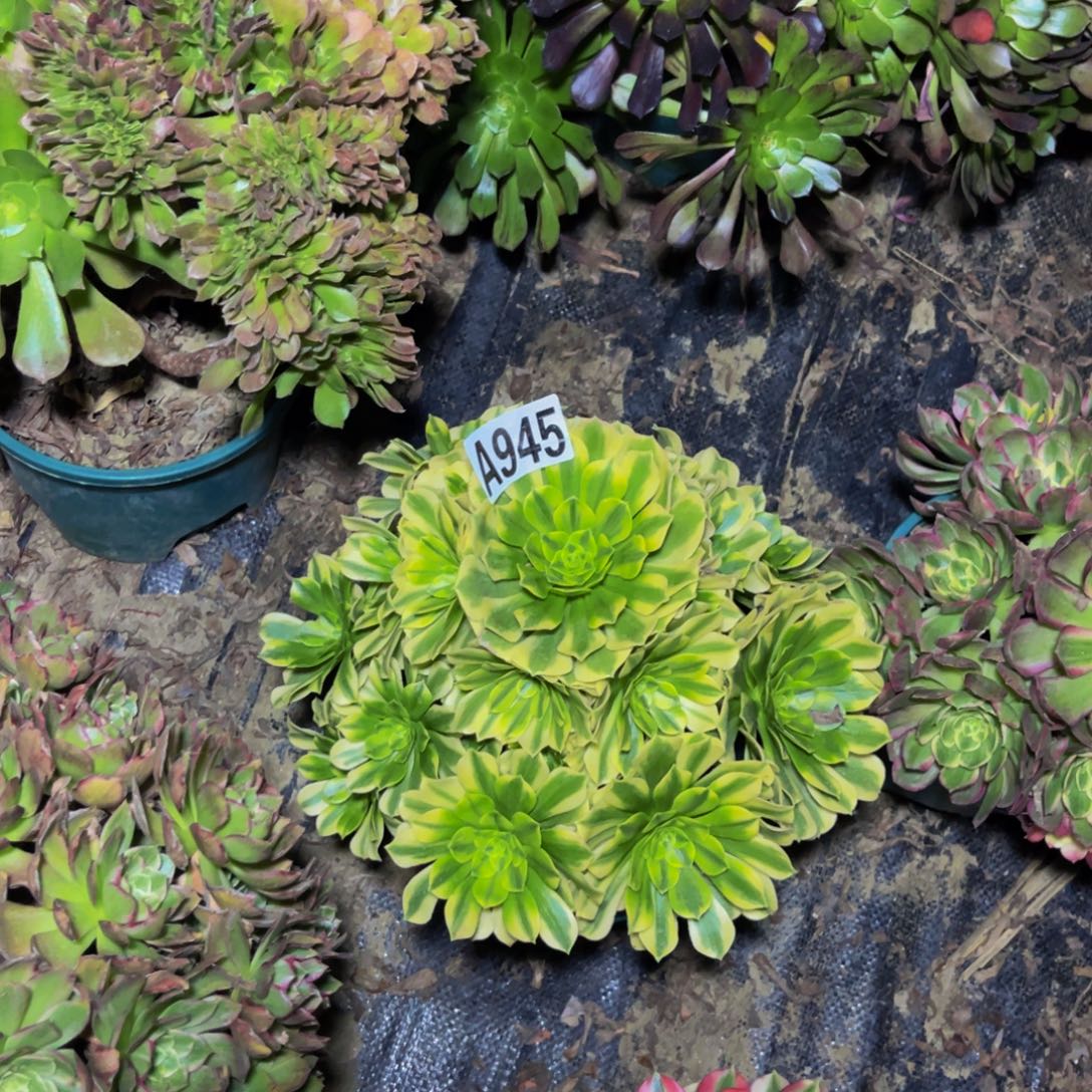 辛尼亚法师朵朵1-29