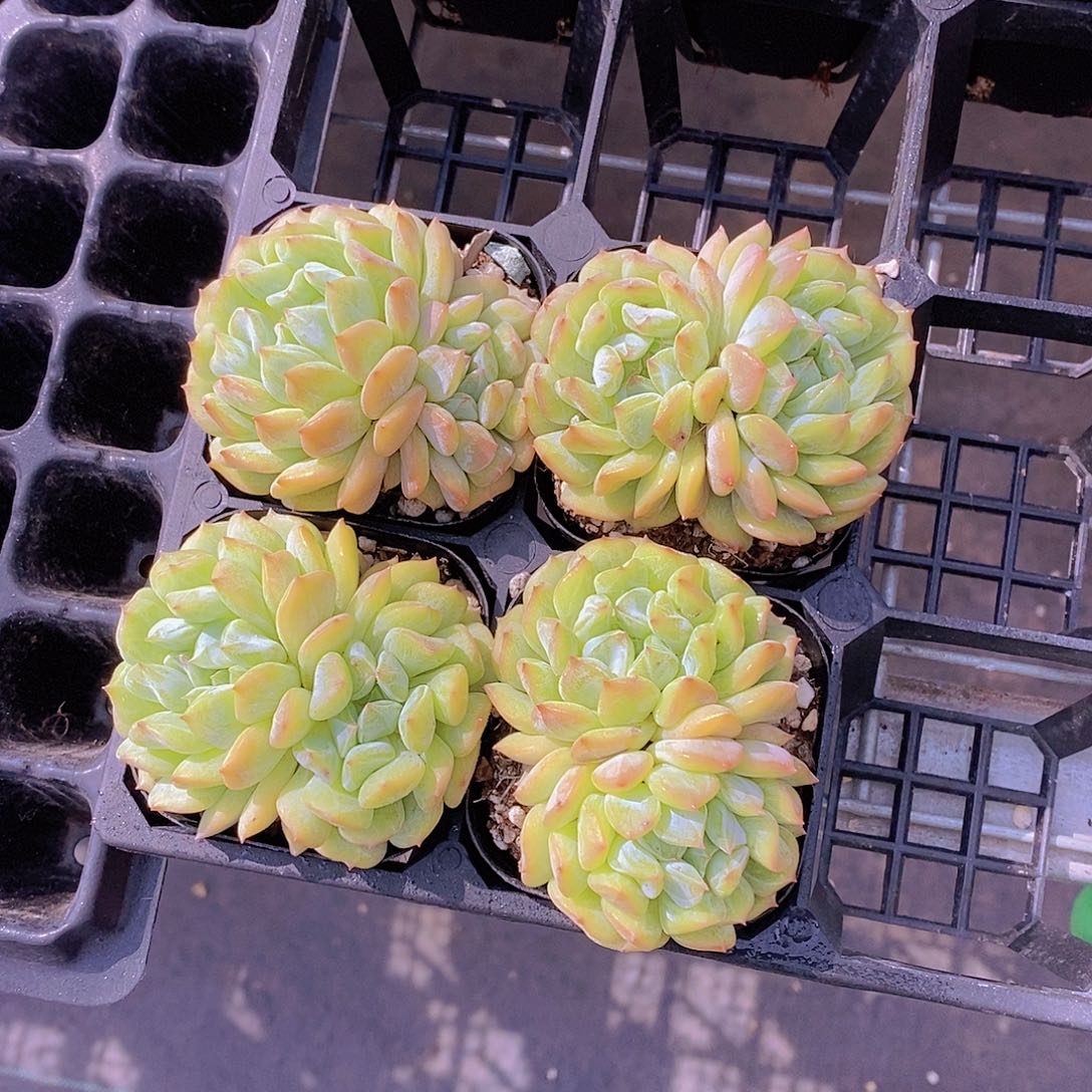 双头薄荷冰沙福利一颗量拍