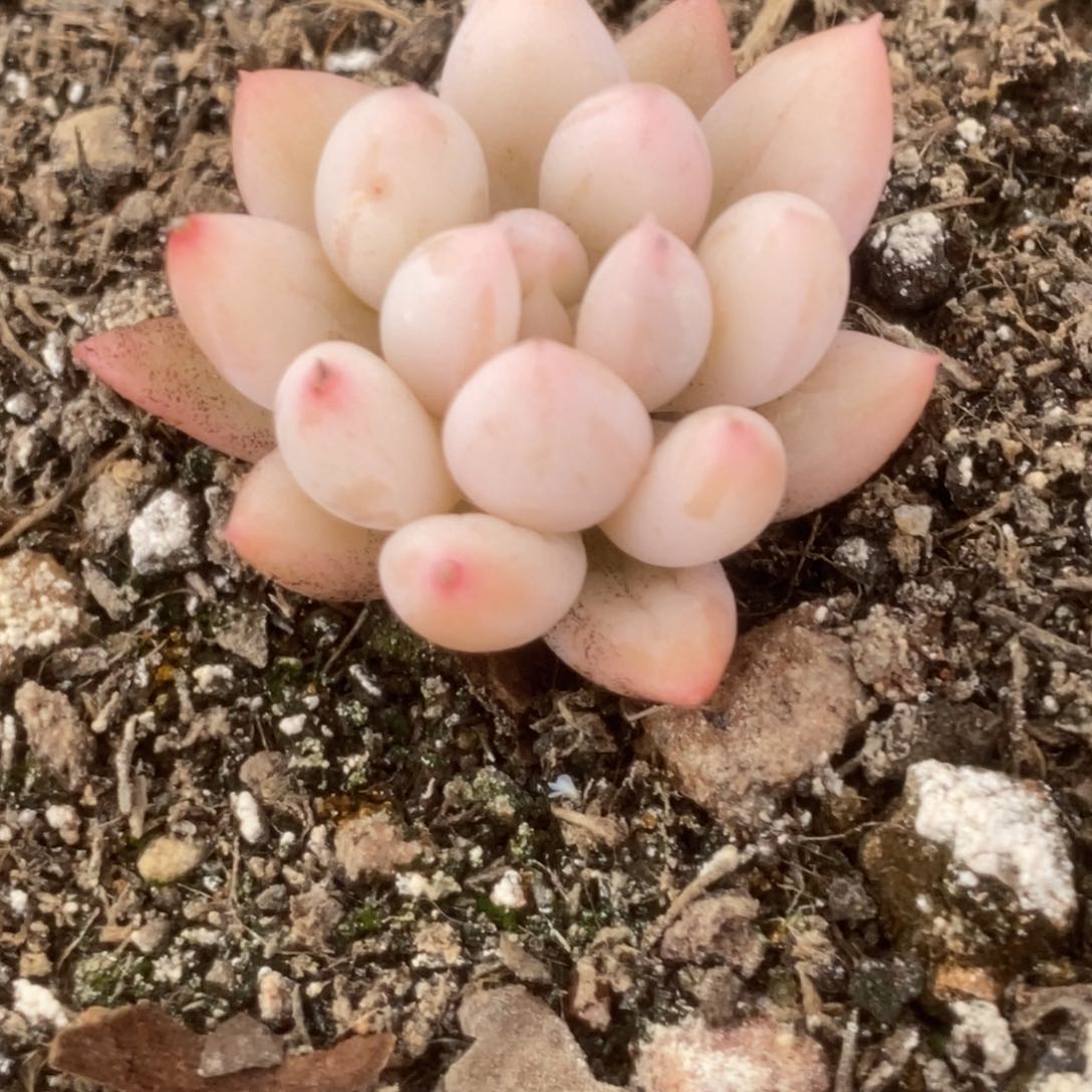 所罗门锦锦锦锦锦锦锦