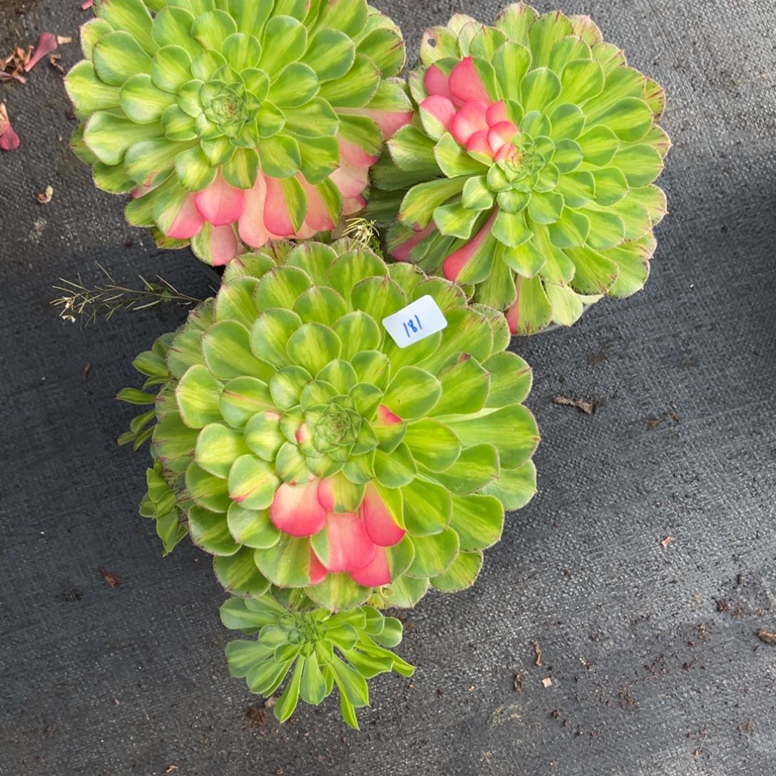 181知否3颗多肉多肉多肉