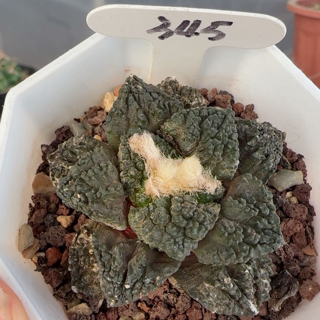  345自根怒涛牡丹多肉