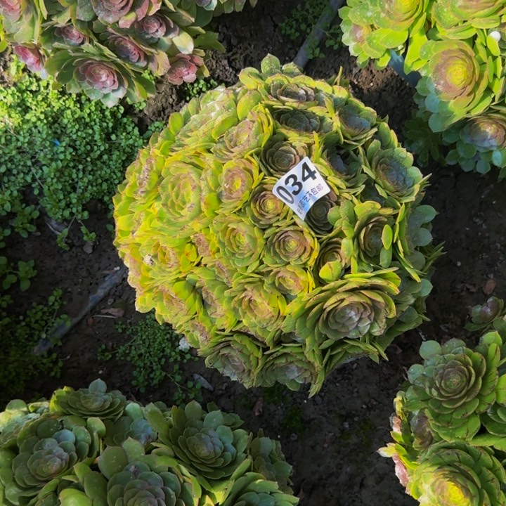 拉丝花27-8包邮花花
