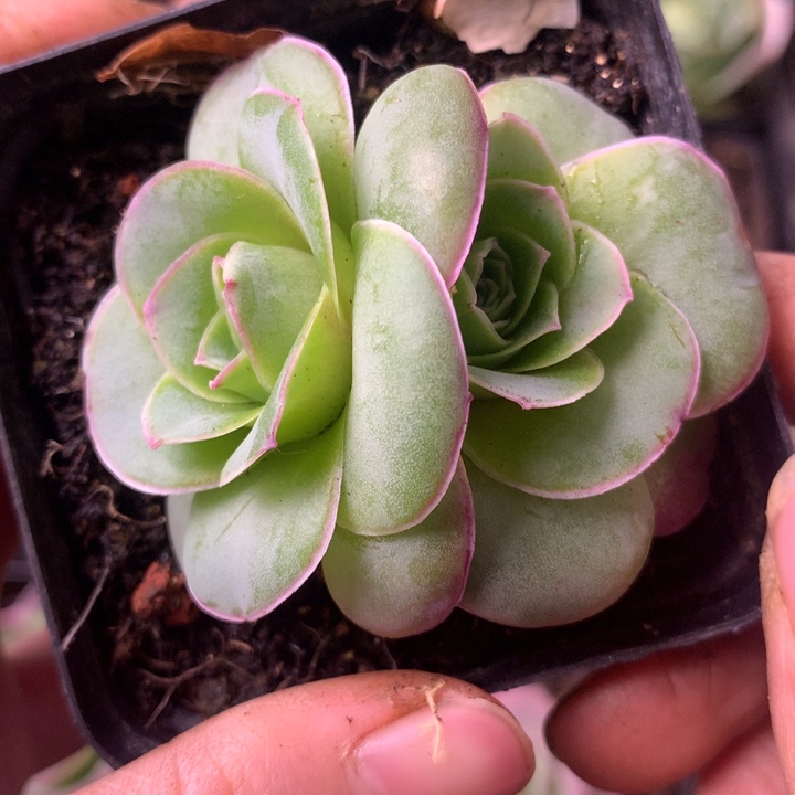 一物一拍果粒橙013