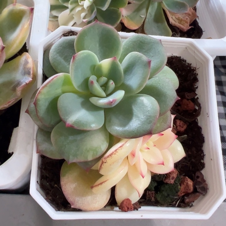 三文鱼锦多肉植物590