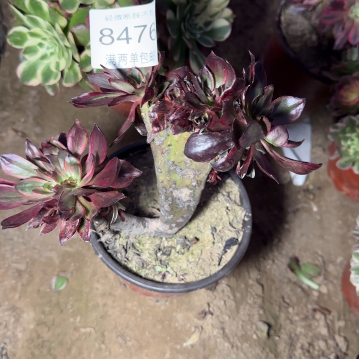 8476巫毒多肉植物