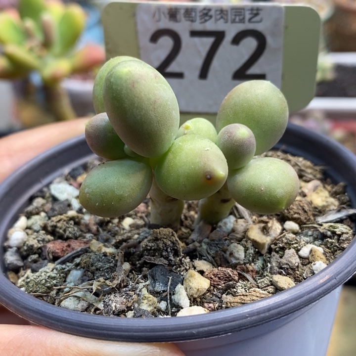 272号青芒，小圆叶啊啊啊啊