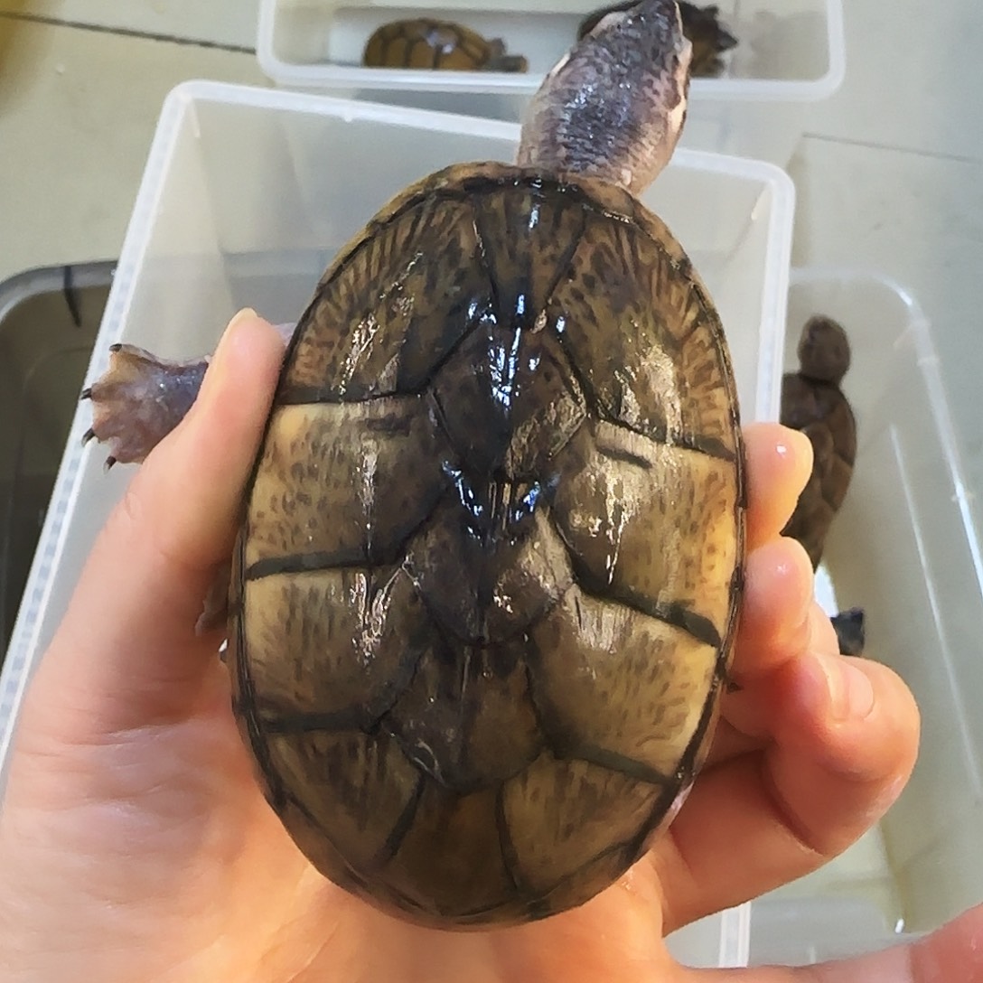 蛋龟公麝香芝麻背8.4