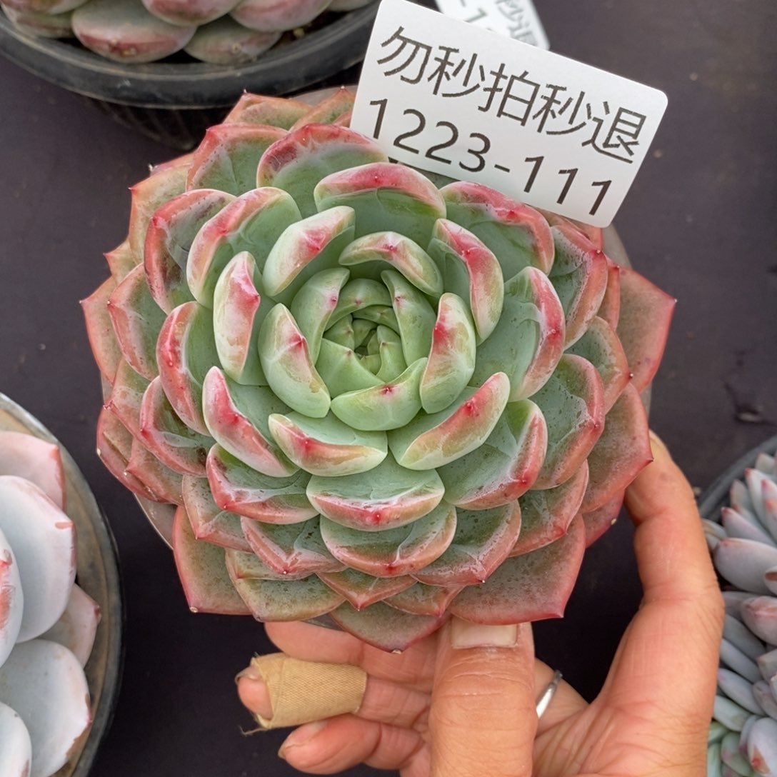 两单包邮1223-111红鸾