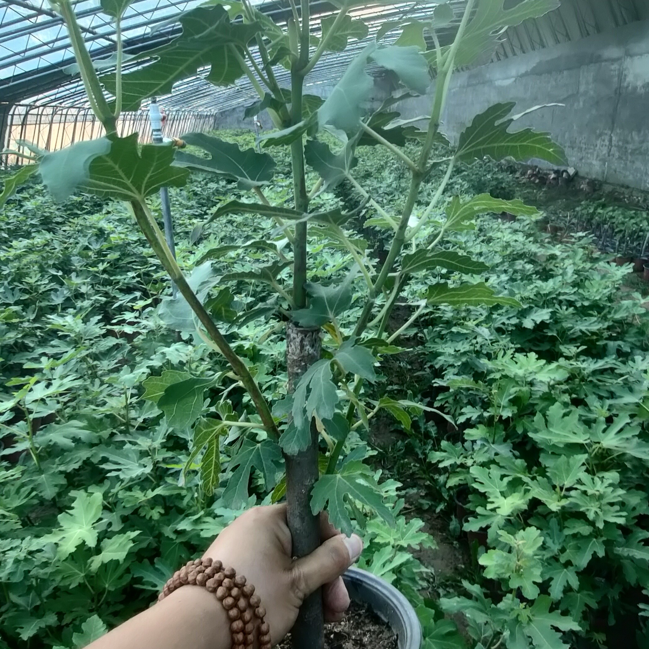 芭劳奈斯特拉原盆无花果原土发货。不带果 主杆粗度1.5-3厘米