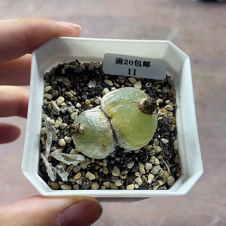 无花朵11、双头灯泡、