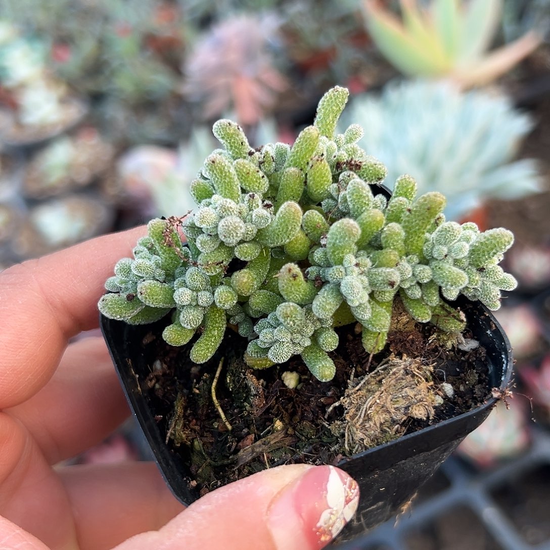 多肉植物冰晶枝干