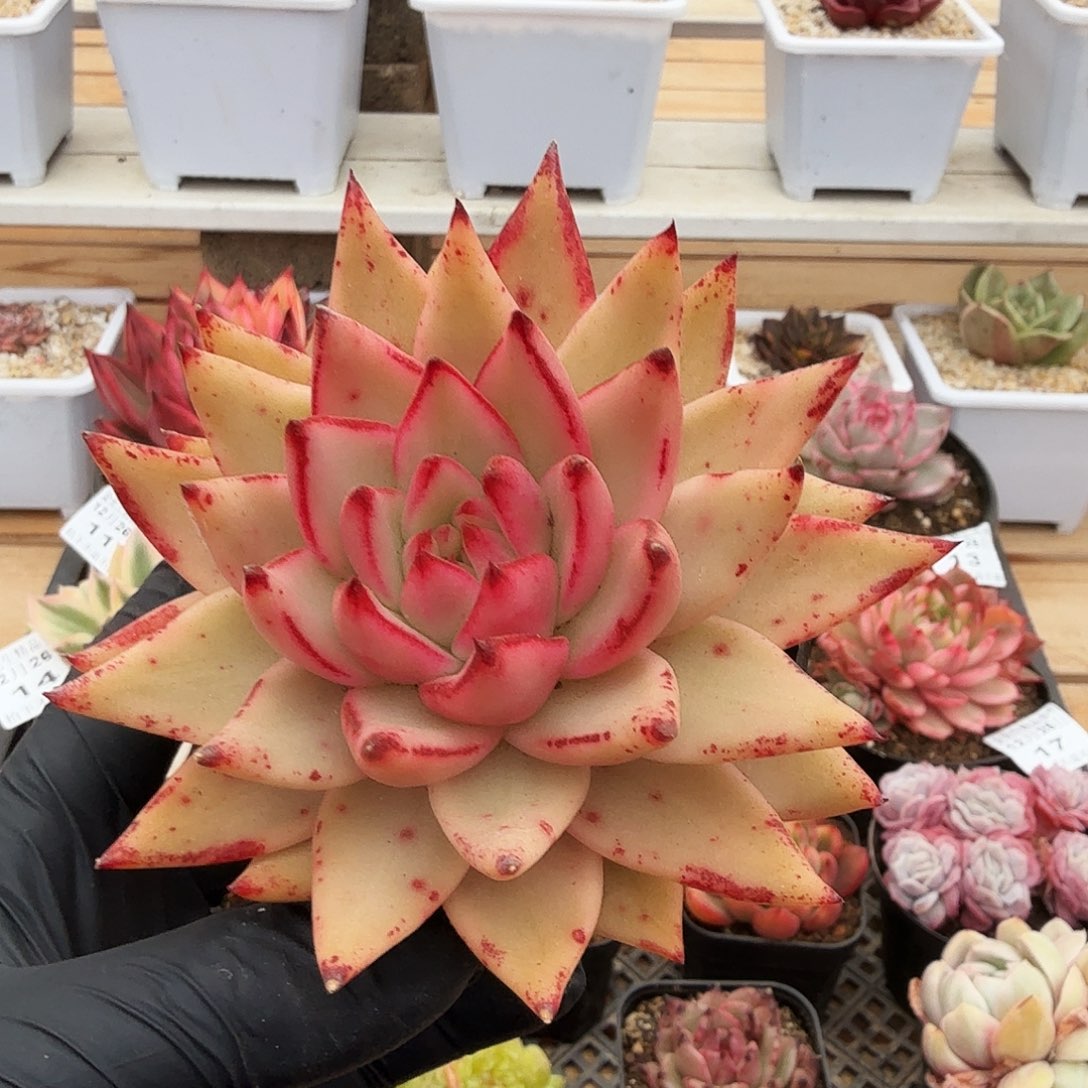 1226-18樱花玛丽亚锦