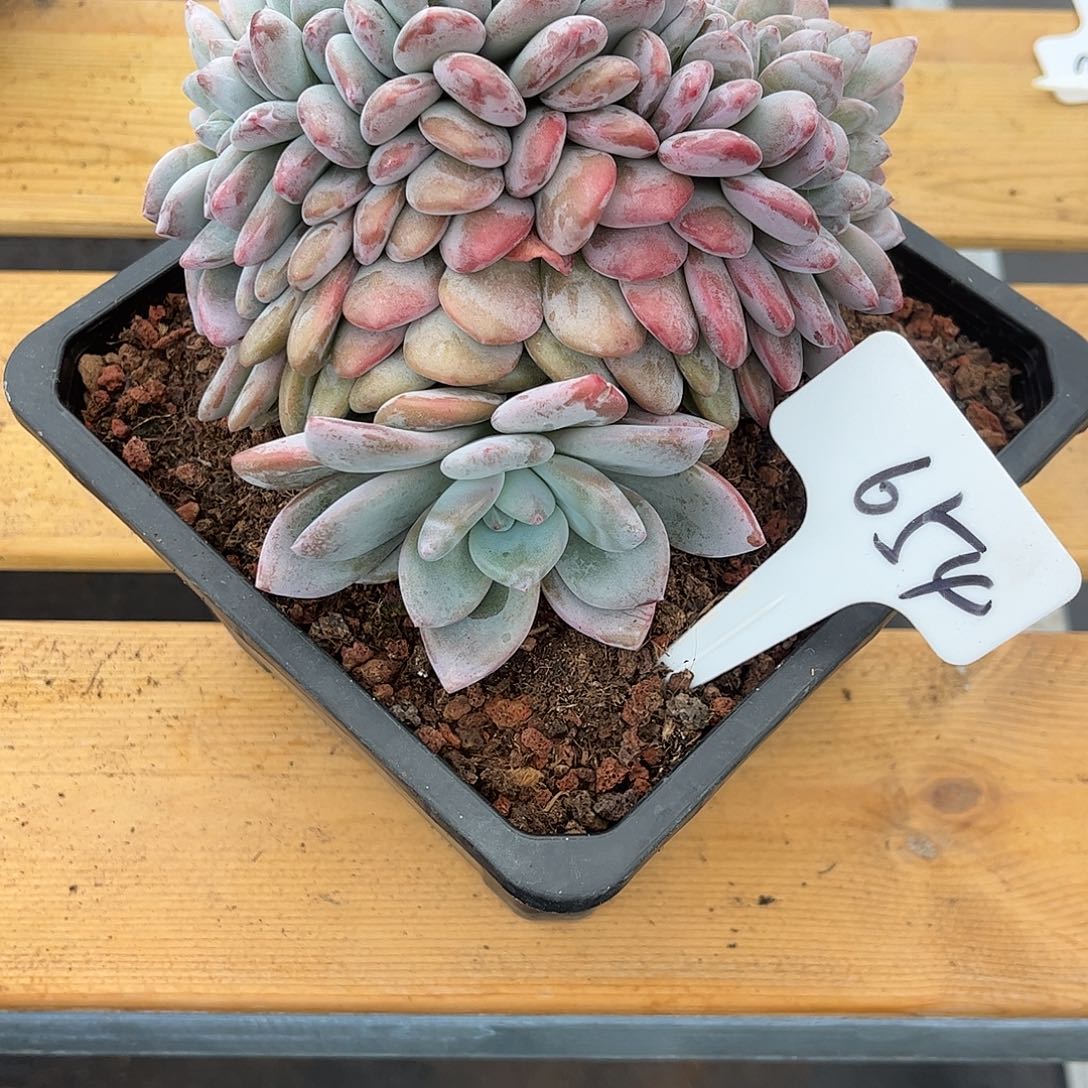 654奥城缀化。       
