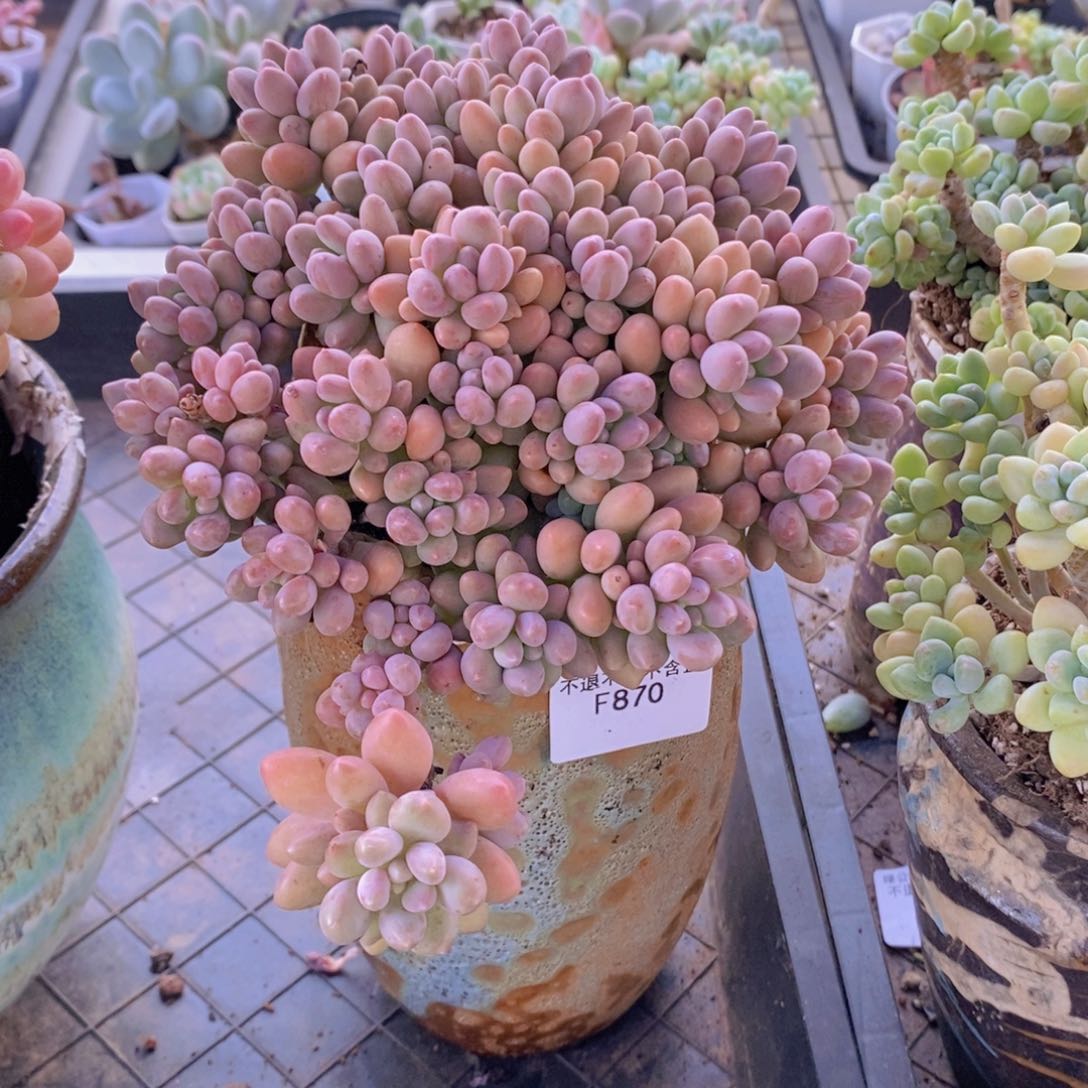 星黛露15cm870多肉植物