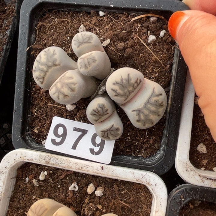 生石花一颗979一物一拍
