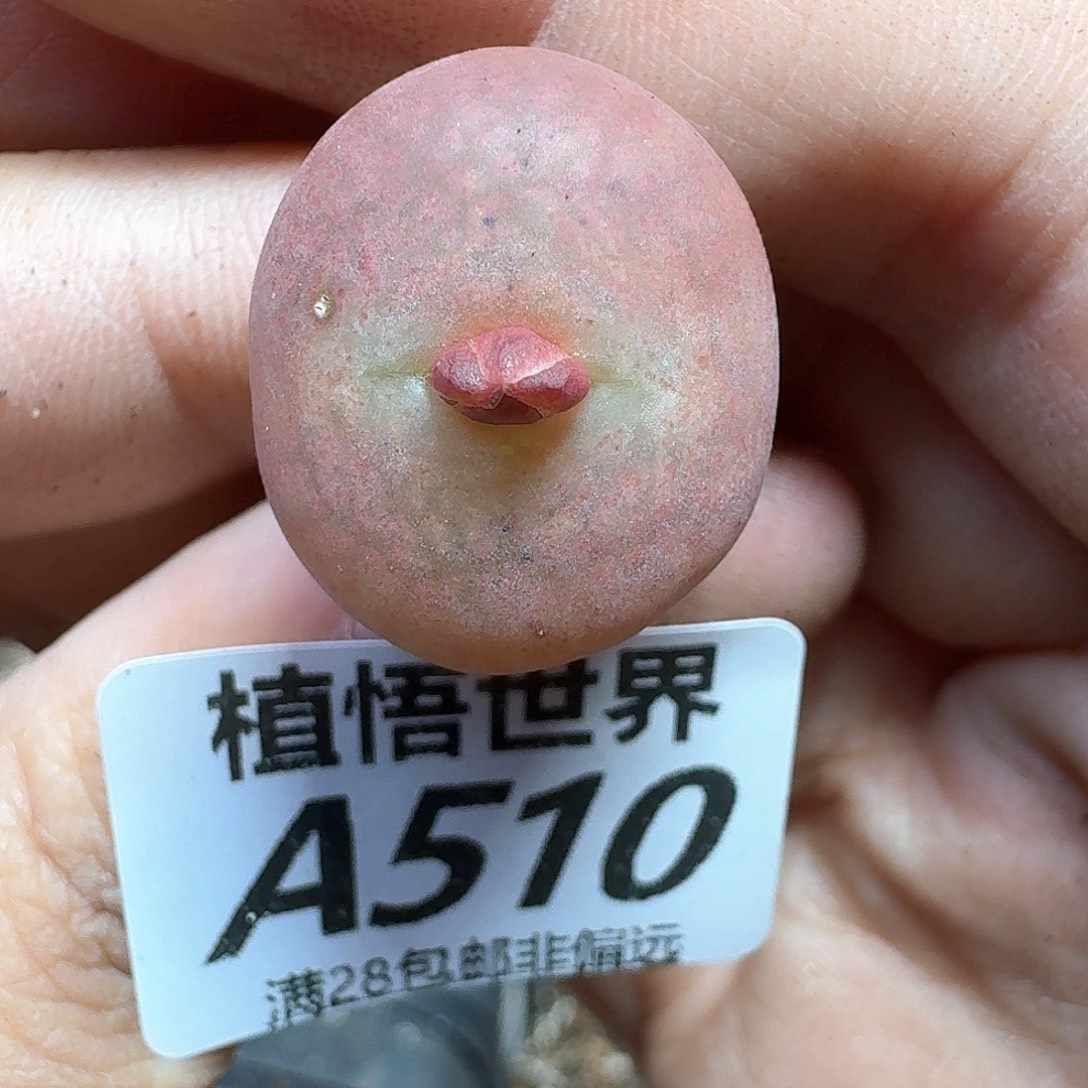 多肉植物的啊fgbnn