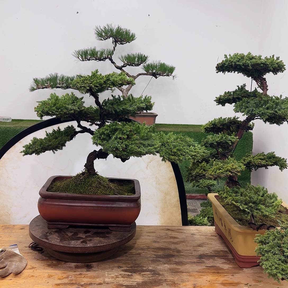 十****1盆景盆景盆景盆景